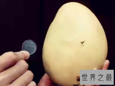 世界上最大的芒果,让你体会吃到爽的感觉。