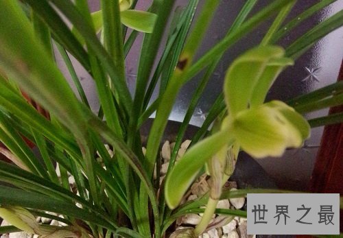 兰花叶子发黄怎么办?盆栽专家给你支招!