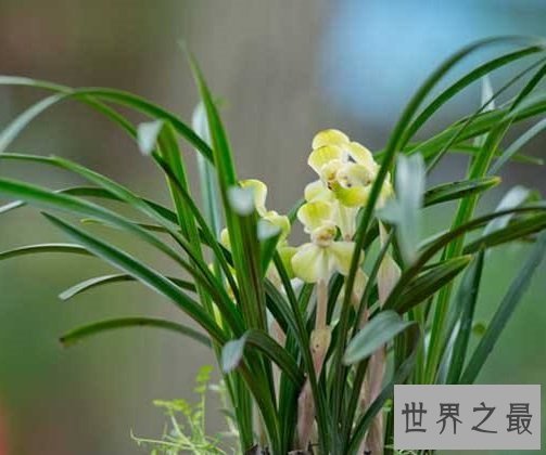 兰花叶子发黄怎么办?盆栽专家给你支招!