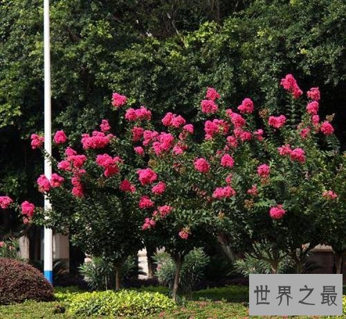 世界上最怕痒的树,一碰它它就会剧烈颤抖