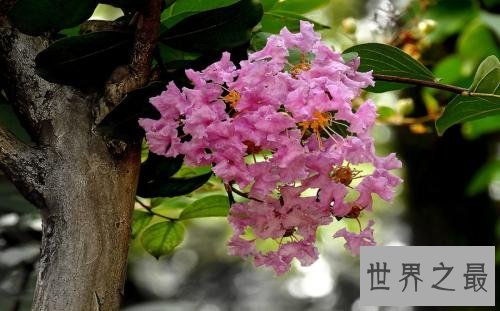 世界上最怕痒的树,一碰它它就会剧烈颤抖