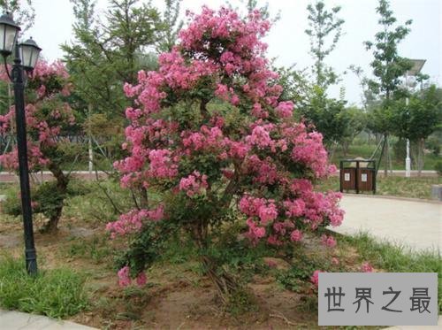 世界上最怕痒的树,一碰它它就会剧烈颤抖