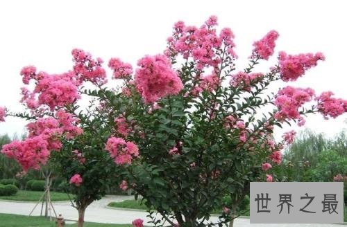 世界上最怕痒的树,一碰它它就会剧烈颤抖