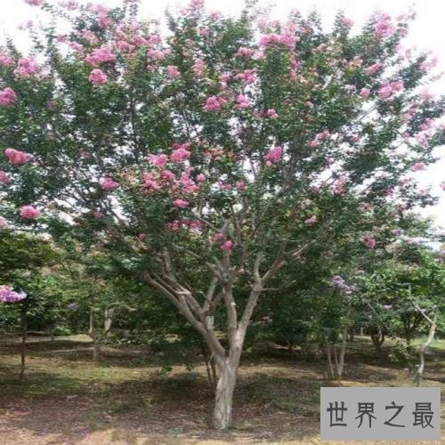 世界上最怕痒的树,一碰它它就会剧烈颤抖