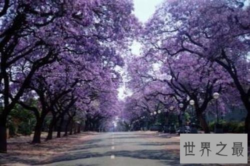 世界上最怕痒的树,一碰它它就会剧烈颤抖