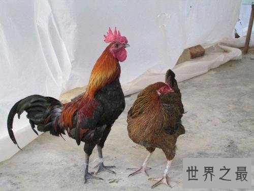 十大有益头发健康的食物,让你的头发更健康!