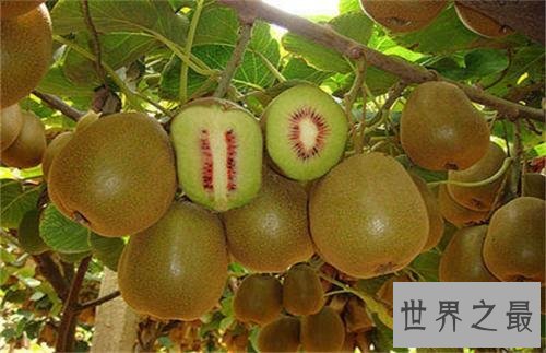 富含维生素C最多的水果,猕猴桃可以抵抗糖尿病!