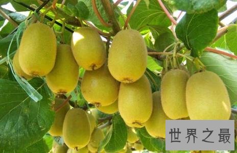 富含维生素C最多的水果,猕猴桃可以抵抗糖尿病!