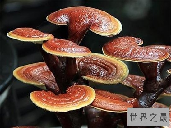 世界上最大的灵芝,江西萍乡巨型灵芝重达55.5公斤!