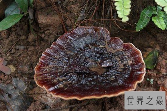 世界上最大的灵芝,江西萍乡巨型灵芝重达55.5公斤!