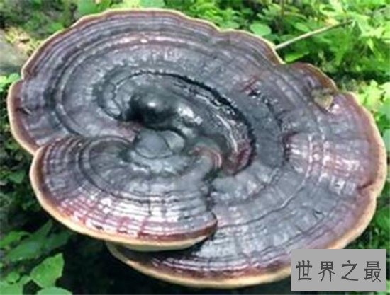 世界上最大的灵芝,江西萍乡巨型灵芝重达55.5公斤!