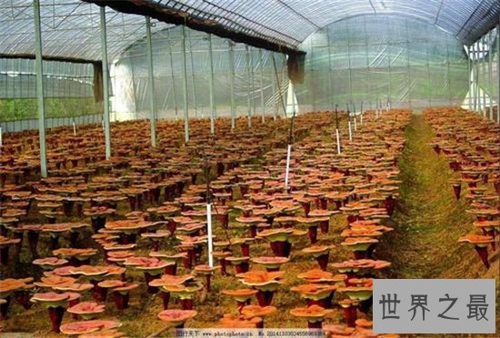 世界上最大的灵芝,江西萍乡巨型灵芝重达55.5公斤!