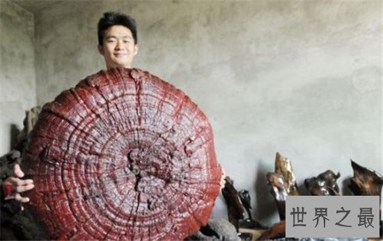 世界上最大的灵芝,江西萍乡巨型灵芝重达55.5公斤!