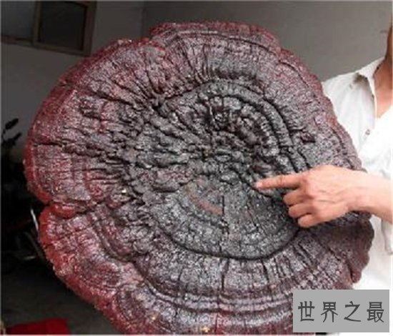 世界上最大的灵芝,江西萍乡巨型灵芝重达55.5公斤!