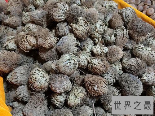 世界上最有趣的草,就像成精了一样!