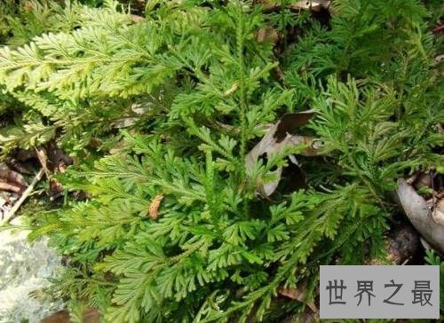 世界上最有趣的草,就像成精了一样!