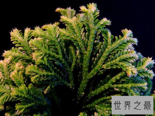 世界上最有趣的草,就像成精了一样!