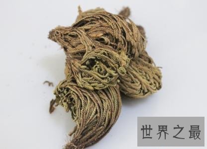 世界上最有趣的草,就像成精了一样!