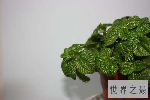 世界上最奇特的草,居然会吸毒!