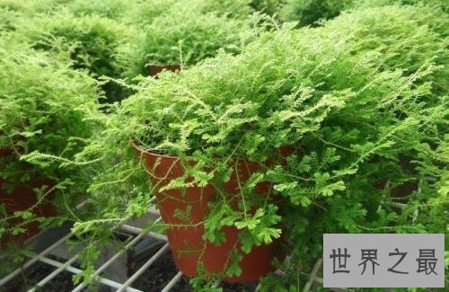 世界上最奇特的草,居然会吸毒!
