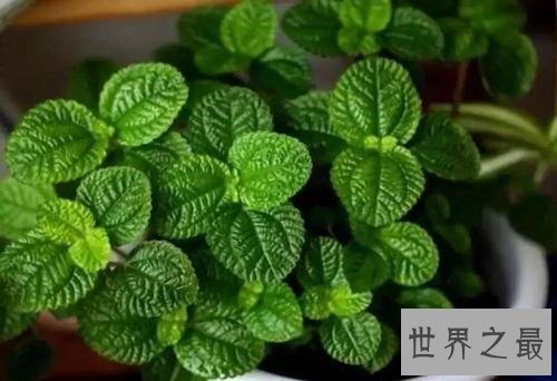 世界上最奇特的草,居然会吸毒!