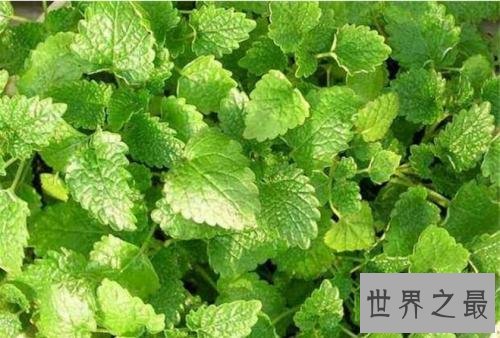 世界上最奇特的草,居然会吸毒!