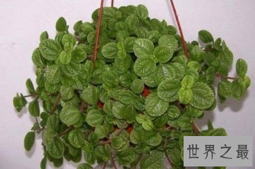 世界上最奇特的草,居然会吸毒!