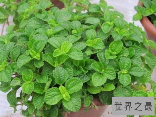 世界上最奇特的草,居然会吸毒!