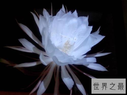 世界上最凄美的花月下美人,昙花一现!