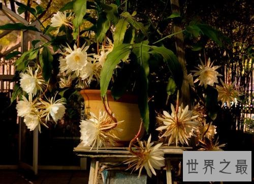 世界上最凄美的花月下美人,昙花一现!
