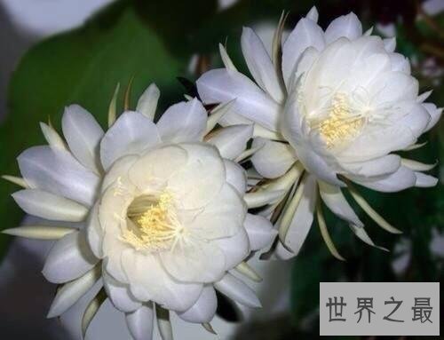 世界上最凄美的花月下美人,昙花一现!
