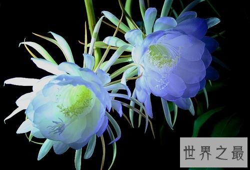 世界上最凄美的花月下美人,昙花一现!