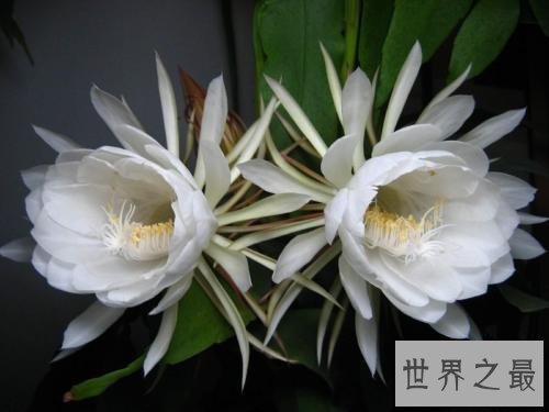 世界上最凄美的花月下美人,昙花一现!