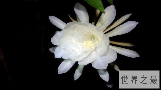 世界上最凄美的花月下美人,昙花一现!