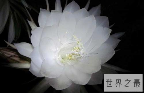 世界上最凄美的花月下美人,昙花一现!