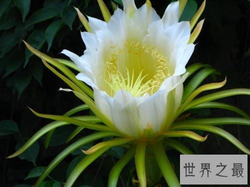 世界上最凄美的花月下美人,昙花一现!