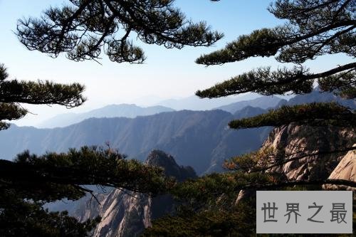 世界上最坚贞的树,“岁寒三友”松柏如何坚贞?