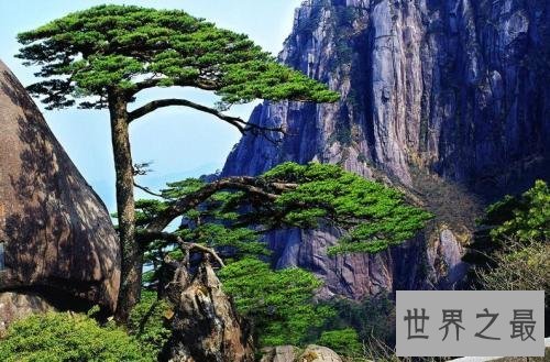 世界上最坚贞的树,“岁寒三友”松柏如何坚贞?