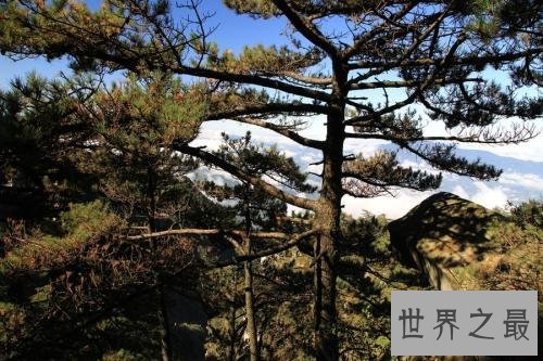 世界上最坚贞的树,“岁寒三友”松柏如何坚贞?