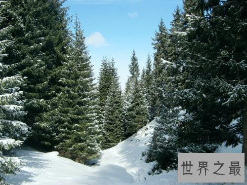 世界上最坚贞的树,“岁寒三友”松柏如何坚贞?