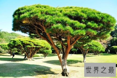 世界上最坚贞的树,“岁寒三友”松柏如何坚贞?