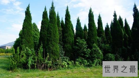 世界上最坚贞的树,“岁寒三友”松柏如何坚贞?