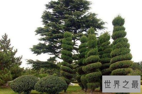 世界上最坚贞的树,“岁寒三友”松柏如何坚贞?