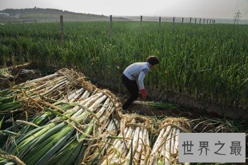 世界上最高的葱,2.51米比姚明都高!