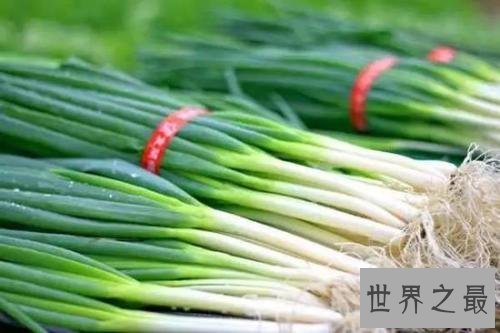 世界上最高的葱,2.51米比姚明都高!
