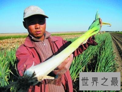 世界上最高的葱,2.51米比姚明都高!