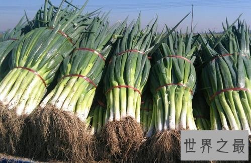 世界上最高的葱,2.51米比姚明都高!