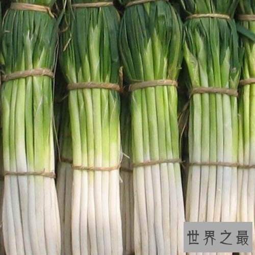 世界上最高的葱,2.51米比姚明都高!