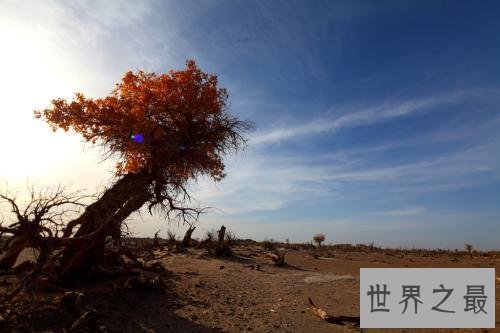 世界上最悲壮的树,胡杨树你听说过吗