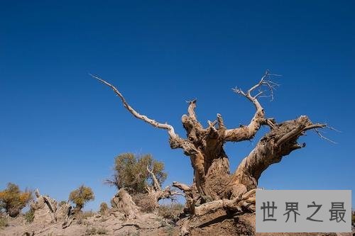 世界上最悲壮的树,胡杨树你听说过吗
